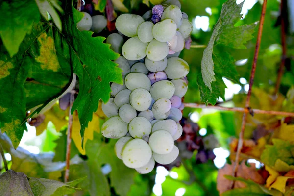 Білий Виноград Готовий Збирання — стокове фото