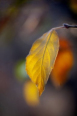 Sonbaharın sonunda sarı elma yaprağı.