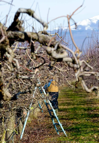 Podadora Escalera Huerto Manzanas Listo Para Podar Árboles Frutales Invierno — Foto de Stock
