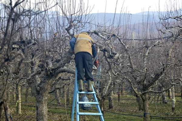 Hombre Irreconocible Una Escalera Poda Huerto Manzanas Febrero —  Fotos de Stock