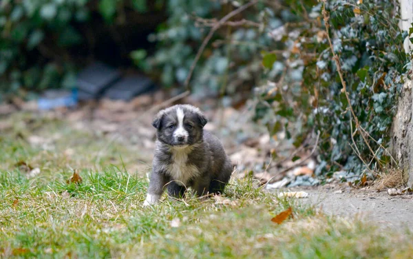 Porträt eines kleinen streunenden Welpen. schwarzer obdachloser Welpe auf der Straße sitzend. Einsamkeit und Vertrauen, Pflege verlassener Tiere, Tierschutz, Welttierschutzkonzept — Stockfoto