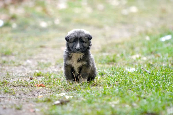 Küçük sokak köpeğinin portresi. Siyah evsiz köpek yavrusu sokakta oturuyor. Yalnızlık ve güven, terk edilmiş hayvan bakımı, hayvan koruma, dünya hayvan günü konsepti — Stok fotoğraf