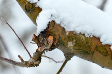 Kışın kar altında taze budanmalıdır elma dalı.