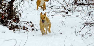 Kış ormanındaki muhteşem bir teriyer köpeğinin portresi. Aktif yaşam tarzı, soğuk mevsimlerde evcil hayvanlarla yürüyüş, uzun yürüyüşlere çıkan köpekler.