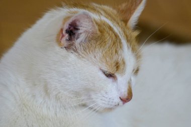 Kedi yüzü resmi, evcil kedi.