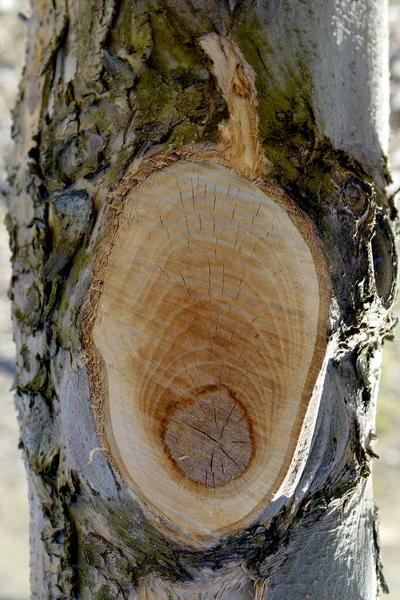 Stump Apple Tree Felled Section Trunk Annual Rings — Stock Photo, Image