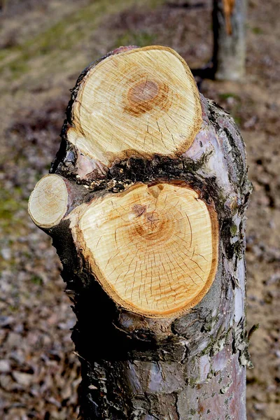 Stump Apple Tree Felled Section Trunk Annual Rings — Stock Photo, Image