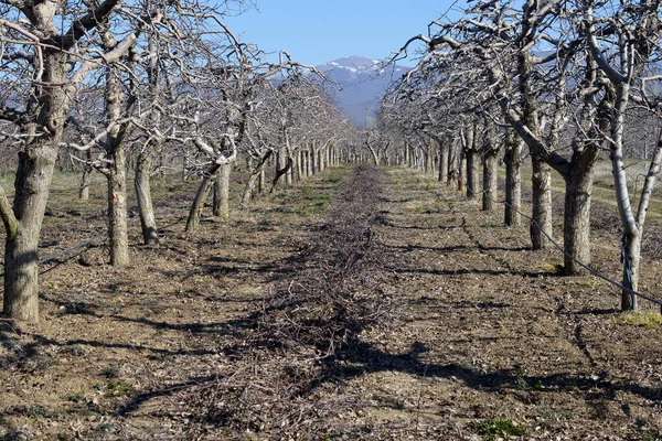 Pruned Apple Trees Orchard — Stock Photo, Image