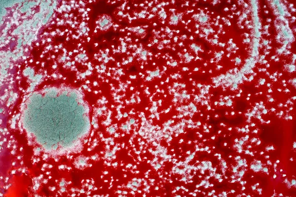 Цвіль Червоному Рідкому Фоні Грибковий Фон Бактерії Червоній Поверхні Ріст — стокове фото