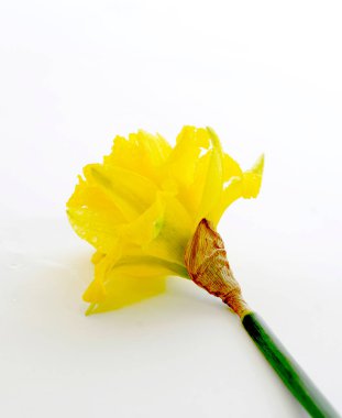 Sarı nergis çiçekleri beyaz arka planda izole edilmiş. Düz yatıyordu.