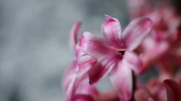 Hyacinth Flower Close Shot Image — Stock Photo, Image