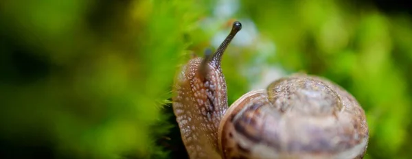 Kleine Schnecke Ion Einem Moos Frühlingstag Garten — Stockfoto