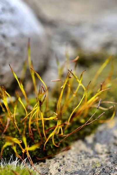 Närbild Skott Mossa — Stockfoto