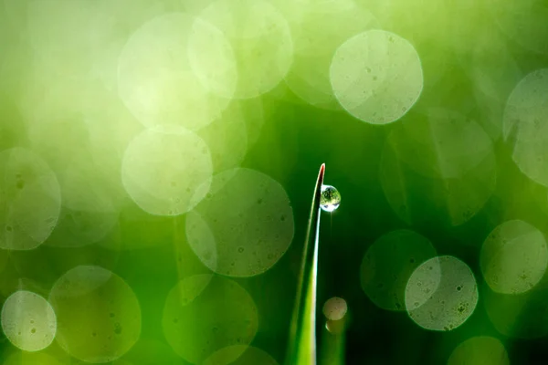 Gotas Orvalho Uma Grama Verde — Fotografia de Stock