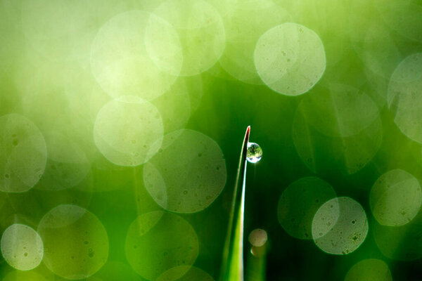 drops of dew on a green grass.