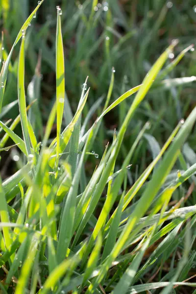 Drops Dew Green Grass — Stock Photo, Image