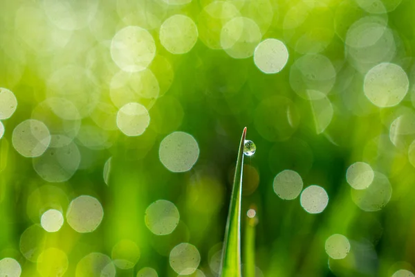 Gotas Orvalho Uma Grama Verde — Fotografia de Stock