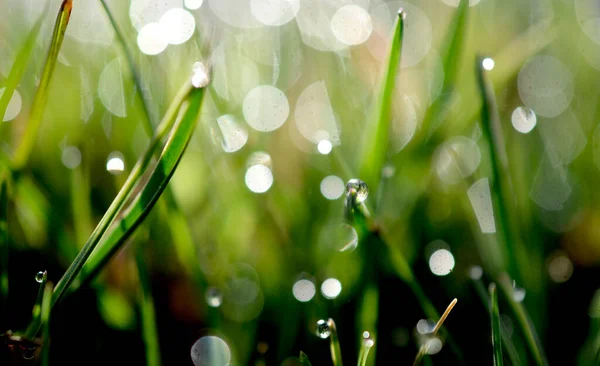 Gotas Orvalho Uma Grama Verde — Fotografia de Stock