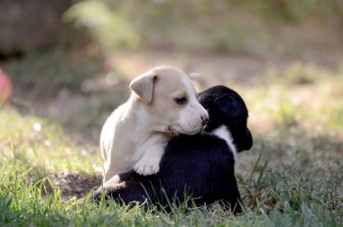 Güneşli bir yaz gününde çimlerde güzel melez bir köpek yavrusu.