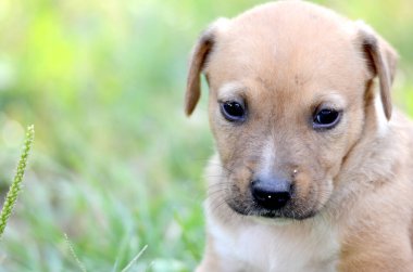 Güneşli bir yaz gününde çimlerde güzel melez bir köpek yavrusu.