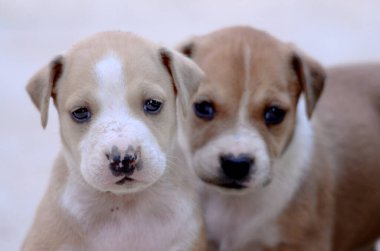 Güneşli bir yaz gününde çimlerde güzel melez bir köpek yavrusu.