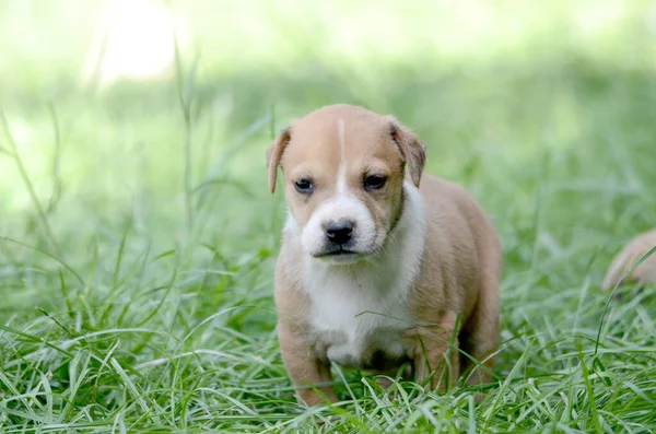 Güneşli bir yaz gününde çimlerde güzel melez bir köpek yavrusu. — Stok fotoğraf