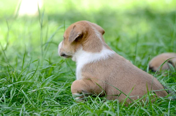 Bom cachorro misto raça no gramado em um dia ensolarado de verão — Fotografia de Stock