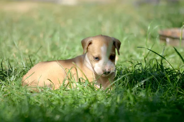 Bonito cachorro de raza mixta en el césped en un día soleado de verano —  Fotos de Stock