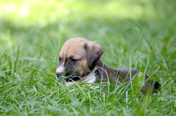 Ładny mieszany szczeniak rasy na trawniku w słoneczny letni dzień — Zdjęcie stockowe