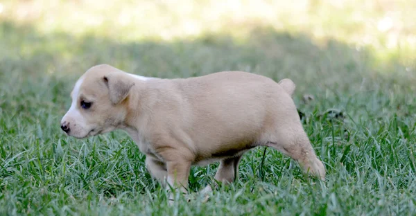 Nice mixed breed puppy on the lawn on a sunny summer day — 스톡 사진