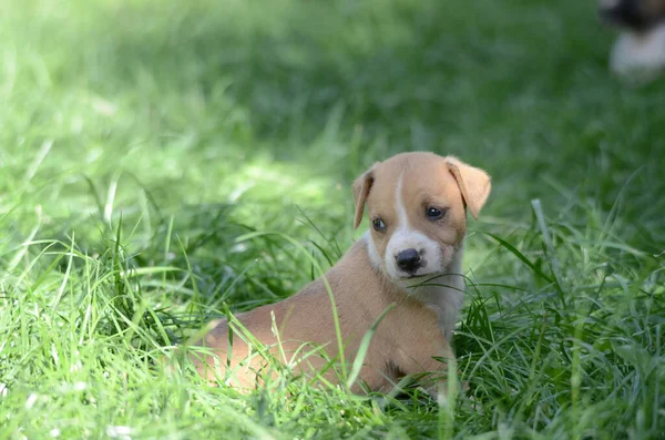 晴れた夏の日に芝生の上で素敵な混合品種の子犬 — ストック写真