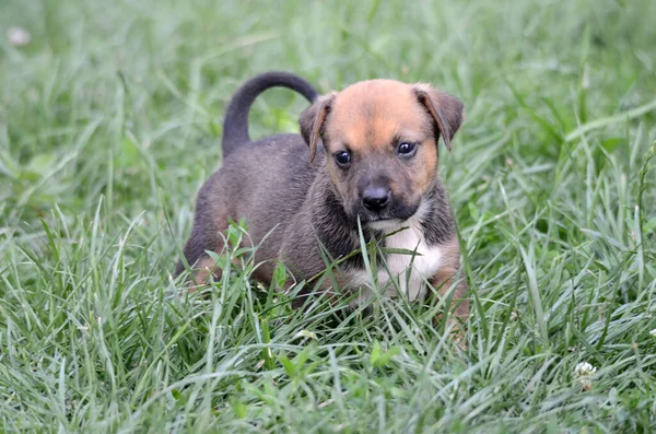 Bonito cachorro de raza mixta en el césped en un día soleado de verano — Foto de Stock