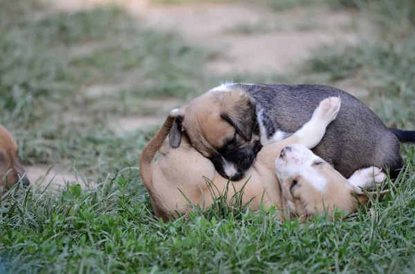 Nice mixed breed puppy on the lawn on a sunny summer day — 스톡 사진