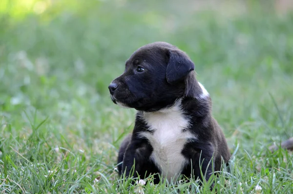 晴れた夏の日に芝生の上で素敵な混合品種の子犬 — ストック写真