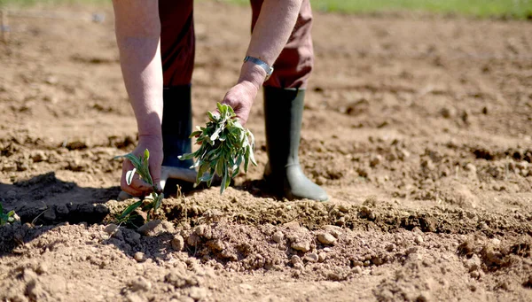 Planting Vegetable Garden Spring Theme — Fotografia de Stock