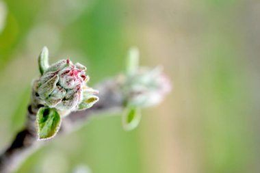 İlkbaharda elma çiçeği, yeni hayat ve büyüme kavramı.