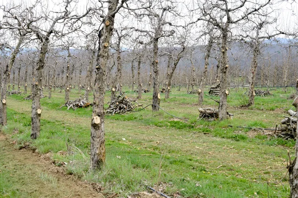 Old Apple Trees Cut Orchard — Stock Photo, Image