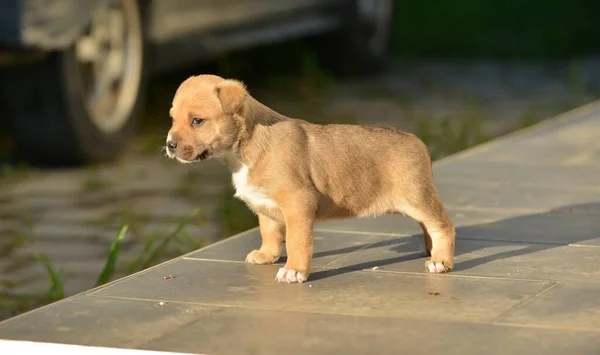 Mixed Breed Puppy Amstaff — Stock Photo, Image