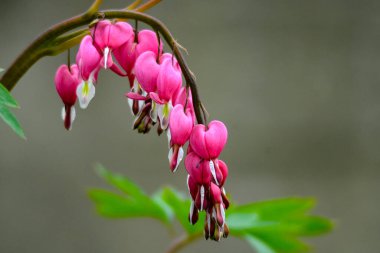 Arka planda Dicentra formosa bitkisinin çiçek açması. Bu çiçeğin başka bir adı var. Kanayan ya da kırık bir kalp. Seçici odak.