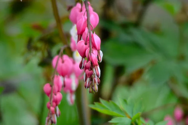 Flowering of the plant Dicentra formosa on a blurred background. This flower has another name - a bleeding or broken heart. Selective focus.