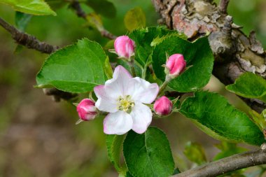 Çiçekli elma ağaçları olan elma bahçesi. Güneşli bahar gününde elma bahçesi. Bahar mevsiminde kırsal kesimde. Bahar elması çiçeği arka planı