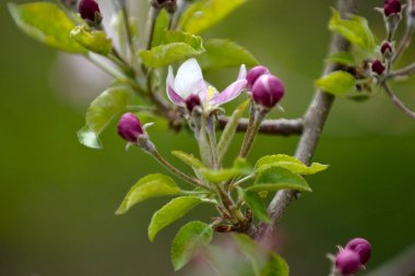 Çiçekli elma ağaçları olan elma bahçesi. Güneşli bahar gününde elma bahçesi. Bahar mevsiminde kırsal kesimde. Bahar elması çiçeği arka planı