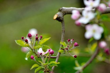 Çiçekli elma ağaçları olan elma bahçesi. Güneşli bahar gününde elma bahçesi. Bahar mevsiminde kırsal kesimde. Bahar elması çiçeği arka planı