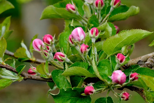 Äppelträdgård Med Blommande Äppelträd Äppelträdgård Solig Vårdag Landsbygd Vårsäsongen Spring — Stockfoto