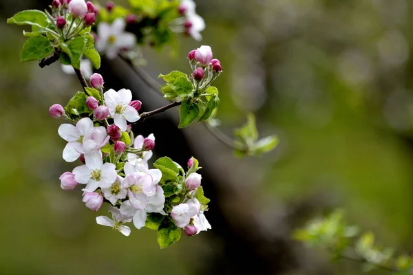 Äppelträdgård Med Blommande Äppelträd Äppelträdgård Solig Vårdag Landsbygd Vårsäsongen Spring — Stockfoto