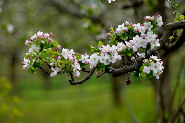 リンゴの木が咲くリンゴ園 晴れた春の日にリンゴの庭 春の季節に田舎 春のりんご園の背景 — ストック写真