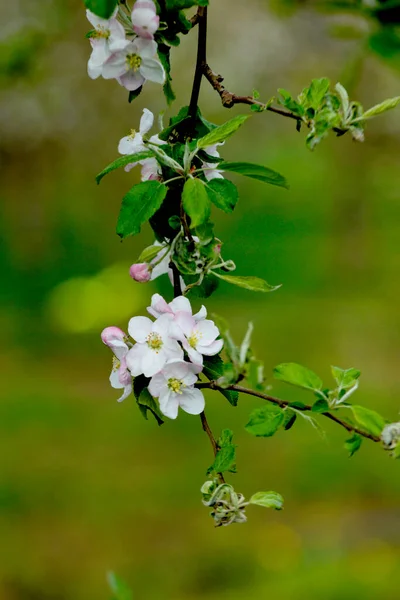 Pomar Maçã Com Macieiras Florescentes Jardim Maçã Dia Ensolarado Primavera — Fotografia de Stock