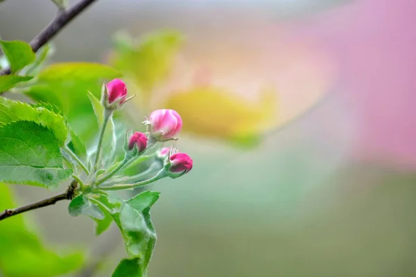 リンゴの木が咲くリンゴ園 晴れた春の日にリンゴの庭 春の季節に田舎 春のりんご園の背景 — ストック写真