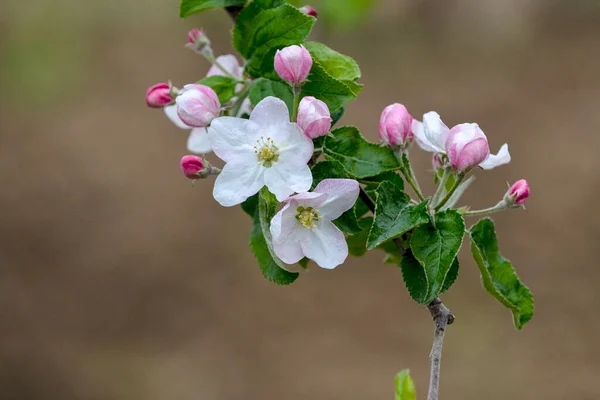 Sad Jabłkowy Kwitnącymi Jabłoniami Jabłkowy Ogród Słoneczny Wiosenny Dzień Wieś — Zdjęcie stockowe