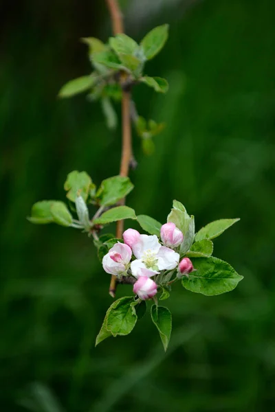 Sad Jabłkowy Kwitnącymi Jabłoniami Jabłkowy Ogród Słoneczny Wiosenny Dzień Wieś — Zdjęcie stockowe